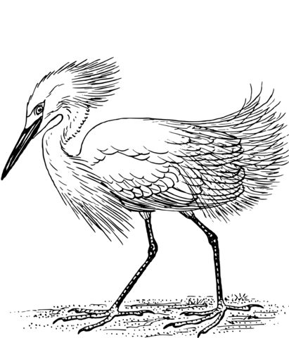 Snowy Egret Coloring Page